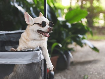 portrait of brown short hair chihuahua dog wearing sunglasses,  sitting in pet stroller in the garden  with green plant background. smiling happily.