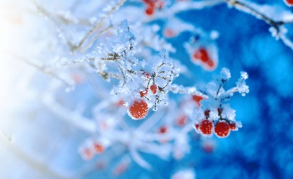 red berries of viburnum with hoarfrost on the branches . closeup