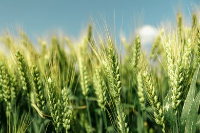 close up of ripe wheat ears against beautiful sky with clouds.