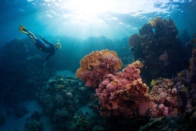 free diver exploring vivid coral reef in tropical sea