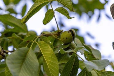 green cashew nuts in the garden thailand