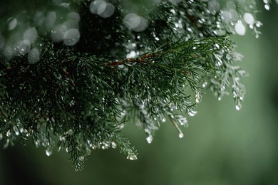 green background, coniferous tree branches after rain, drops on tree branches