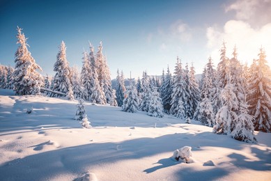 fabulous view of snow-capped spruces on a frosty day glowing by sunlight. location place carpathian mountains, ukraine, europe. photo wallpapers. happy new year concept. discover the beauty of world.