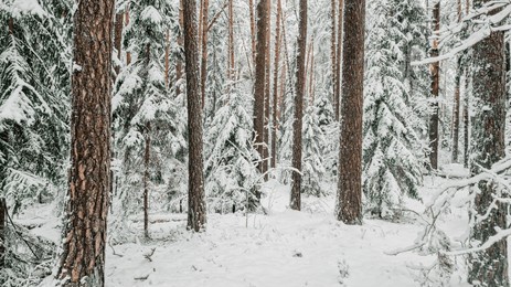 snow in the pine forest. pine forest in snow. snowy pinewood. pine trees in winter forest.
