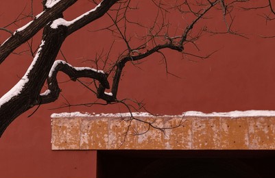 bare tree against red wall with snow. forbidden city, beijing, china