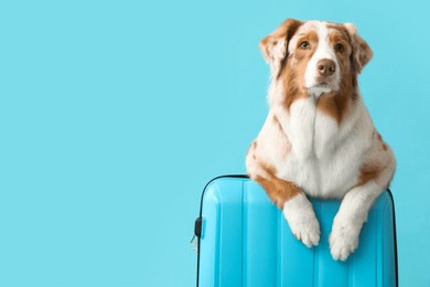 cute australian shepherd dog with suitcase on blue background. travel concept