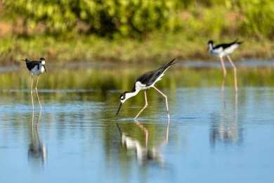 the black-necked stilt (himantopus mexicanus), locally abundant shore bird of american wetlands and coastlines. guanacaste department. wildlife and birdwatching in colombia
