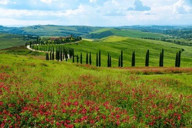 cypress road in tuscany - italy
