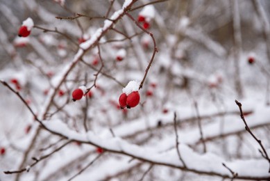 snow covered red rosehip berries on winter bush