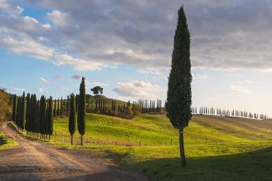 cypresses and rural road on the hills of the crete senesi. landscape in lucignano d'arbia, tuscany region. italy