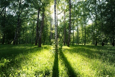 sun light in summer park