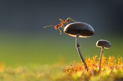weaver ant want to jump from a mushroom with green background