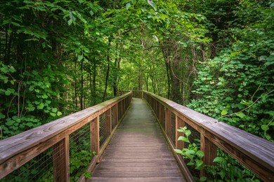 boardwalk trail at congaree national park in central south carolina, usa