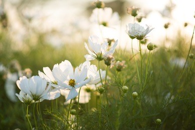 white flowers 