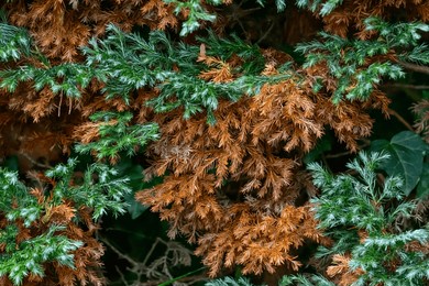browning of conifers, brown dry needles of a diseased tree close up