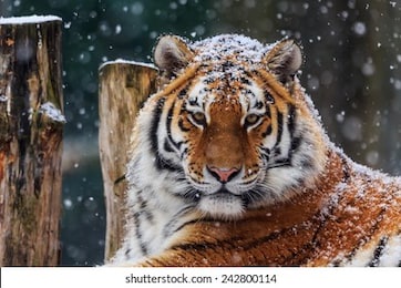 siberian tiger with snow