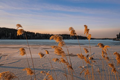 common reed (phragmites australis) in winter, frozen lake, clear sky, light cirrus layer, golden sunlight. late winter in sweden.	