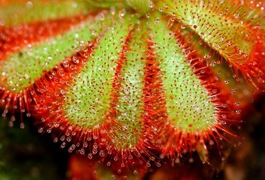 closeup of sundew (carnivorous plant), drosera aliciae. sundew macro shot
