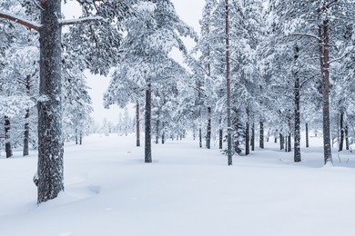 a dense forest in sweden covered in snow, with numerous trees standing tall and blanketed in white. the scene depicts a winter wonderland with a thick layer of snow coating the ground and branches.