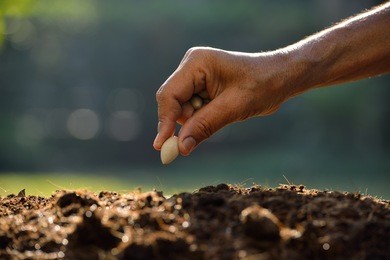 farmer's hand planting a seed in soil