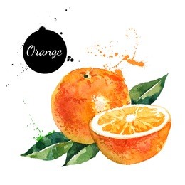 hand drawn watercolor painting on white background. vector illustration of fruit orange	