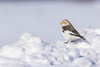  snow bunting (plectrophenax nivalis) in winter