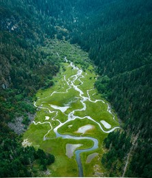 beautiful high altitude forest wetland landscape  