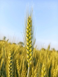 hd nature image, field, corn, wheat, wheat field, wheat ear, wheat plants, agriculture, rural, farming, park ।। 