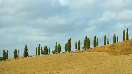 part of tuscan countryside with a row of cypress trees and a beautiful blue sky with clouds.