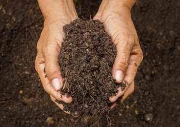 hand holding soil,hand dirty with soil