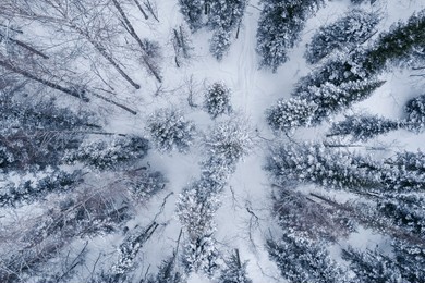 aerial top view winter forest with fresh snow and white trees in rural sheregesh, drone photo.