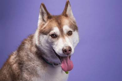 a female red brown siberian husky with amber eyes on a purple spring background.