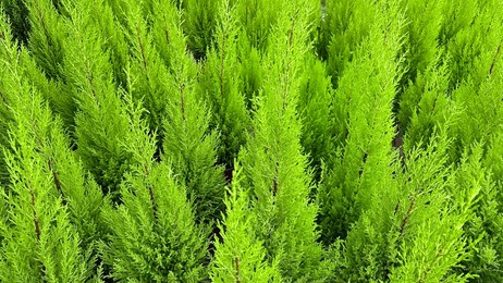 group of monterey cypress trees in a nursery greenhouse