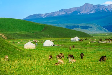 green grassland and mountain natural landscape in xinjiang