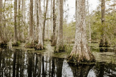 beautiful landscape in a swamp with cypress trees with spanish moss, aerial roots and alligators. cypress garden, charleston, south carolina, usa
