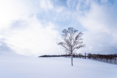 winter scenery of biei, hokkaido, japan