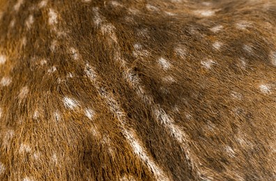 deer fur closeup natural background. wool texture spotted deer. texture spotted deer hair, natural color.
