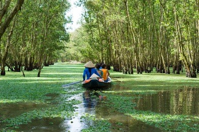 tourism rowing boat in tra su flooded indigo plant forest in an giang, mekong delta, vietnam