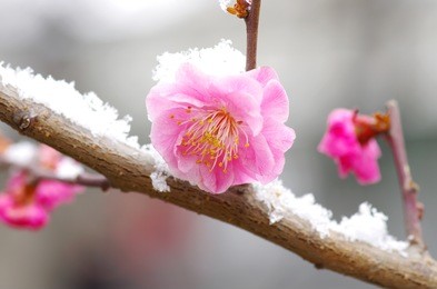 the plum blossom