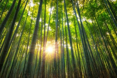 the arashiyama bamboo grove of kyoto, japan.