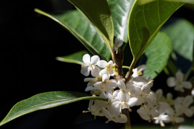 burkwood osmanthus in springtime, covered in white scented flowers