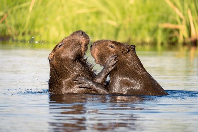 two capybaras fighting in the water while swimming in the esteros del ibera, corrientes, argentina