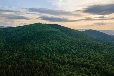 aerial view of green pine forest with dark spruce trees covering mountain hills. nothern woodland scenery from above
