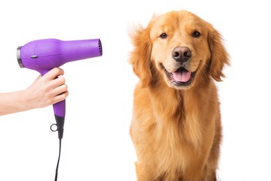 blow dryer on a fresh groomed, happy golden retriever dog