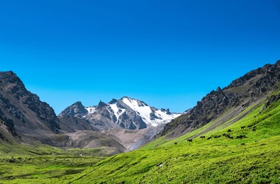 scenery of nalati grassland in the hinterland of tianshan mountains in xinjiang, china