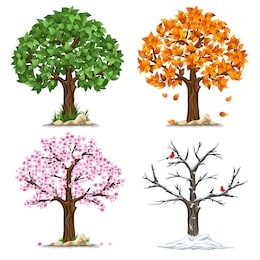 tree in four seasons - spring, summer, autumn, winter. vector illustration. isolated on white background.