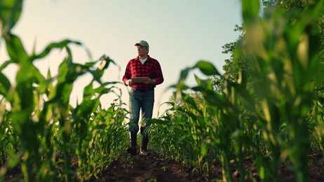 farmer man in corn field works with computer, business farm. agriculture concept. farmer with computer tablet in green corn field. modern digital technologies, worker works on farm. agronomist on farm