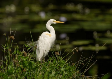 eastern great egret (ardea modesta ) is a rather graceful and elegant looking bird. to a fish or a frog, it is a fearsome predator with a voracious appetite.