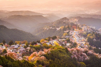 yoshinoyama, nara, japan view of town and cherry trees during the spring season.