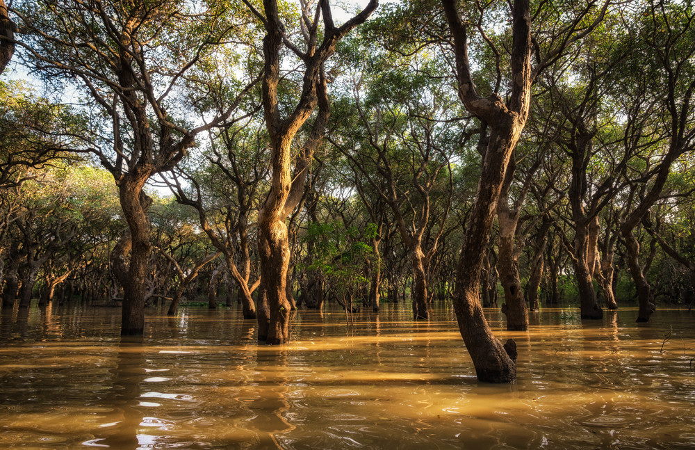 tonle sap mangrove forest scenery near siem reap.